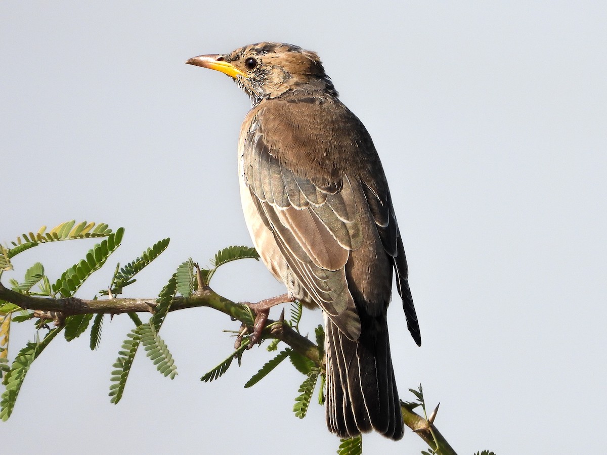 Rosy Starling - ML645769615