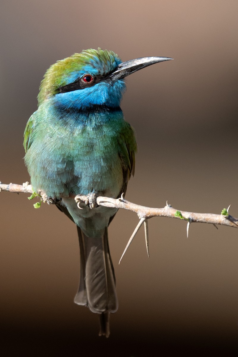 Arabian Green Bee-eater - ML645769619