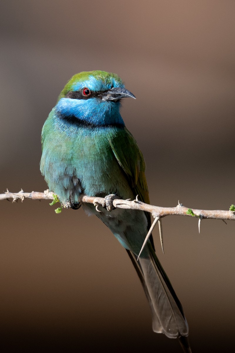 Arabian Green Bee-eater - ML645769621