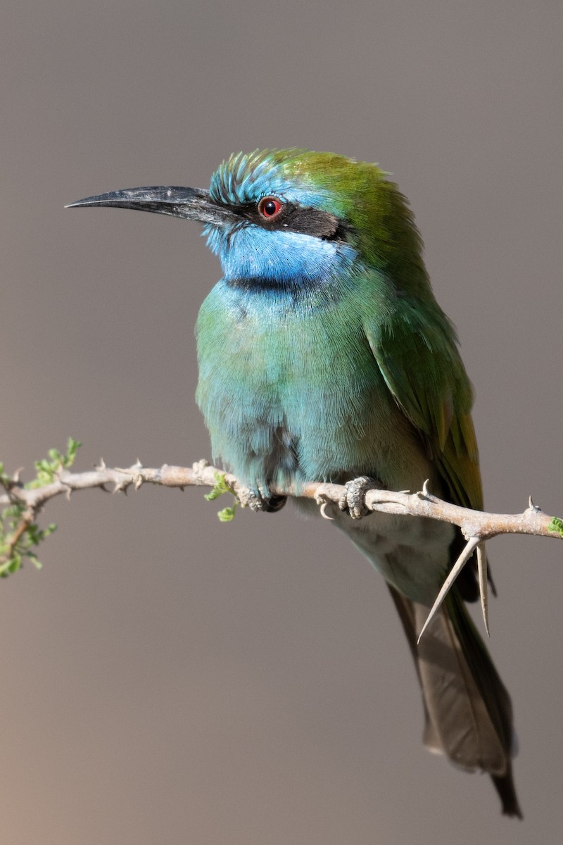 Arabian Green Bee-eater - ML645769622