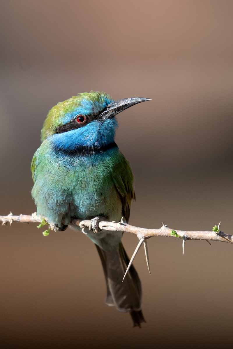 Arabian Green Bee-eater - ML645769623