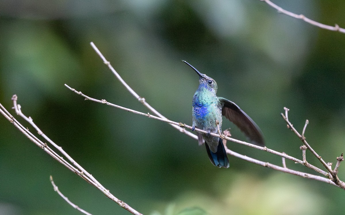 fiolørekolibri - ML645769631