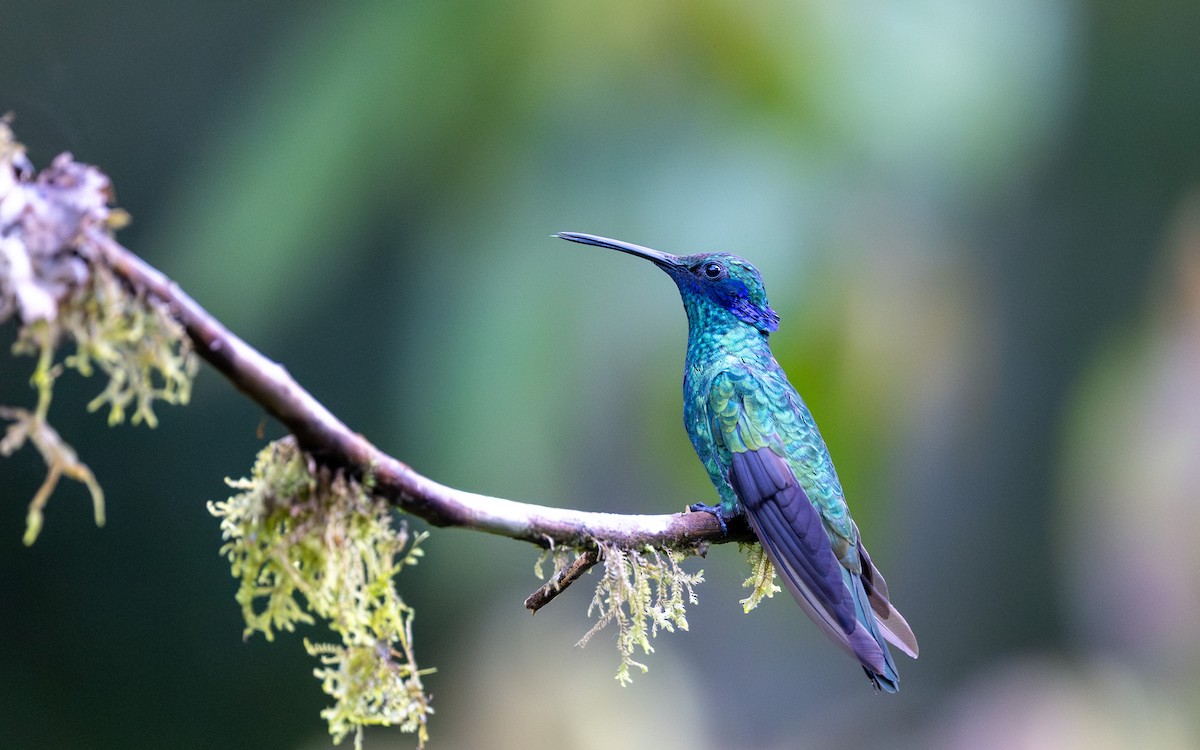 fiolørekolibri - ML645769638