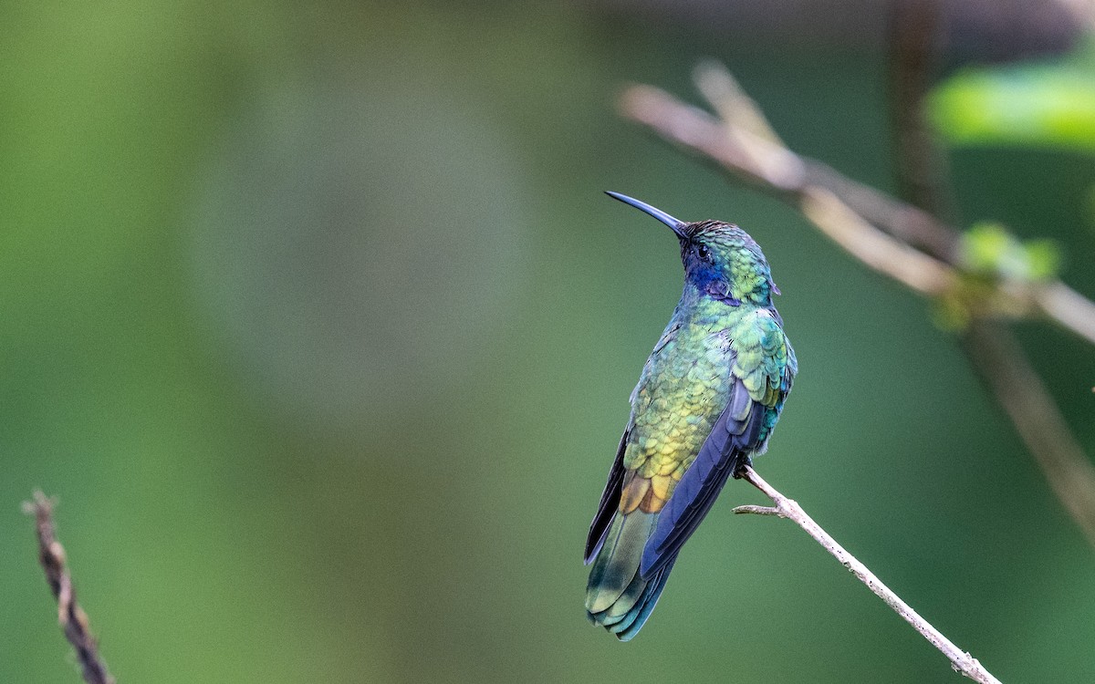 fiolørekolibri - ML645769640