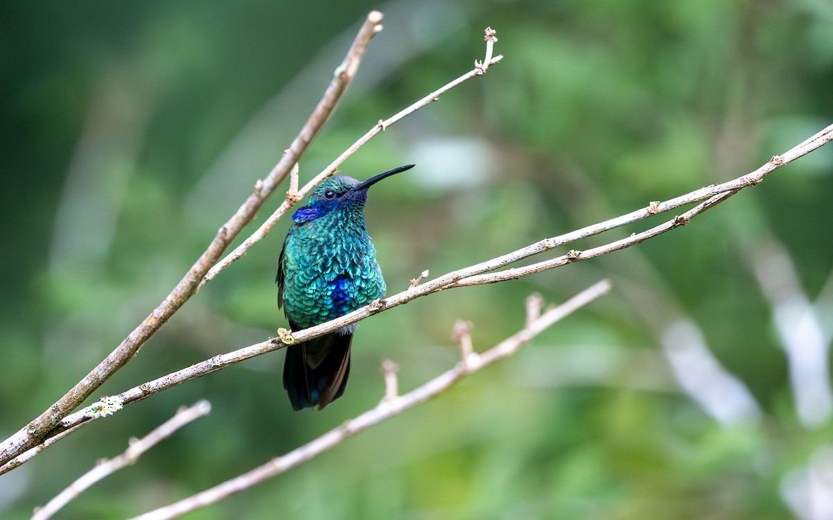 fiolørekolibri - ML645769641