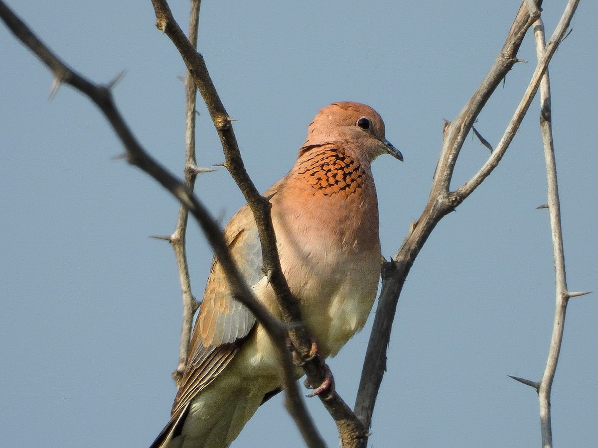 Laughing Dove - ML645769650