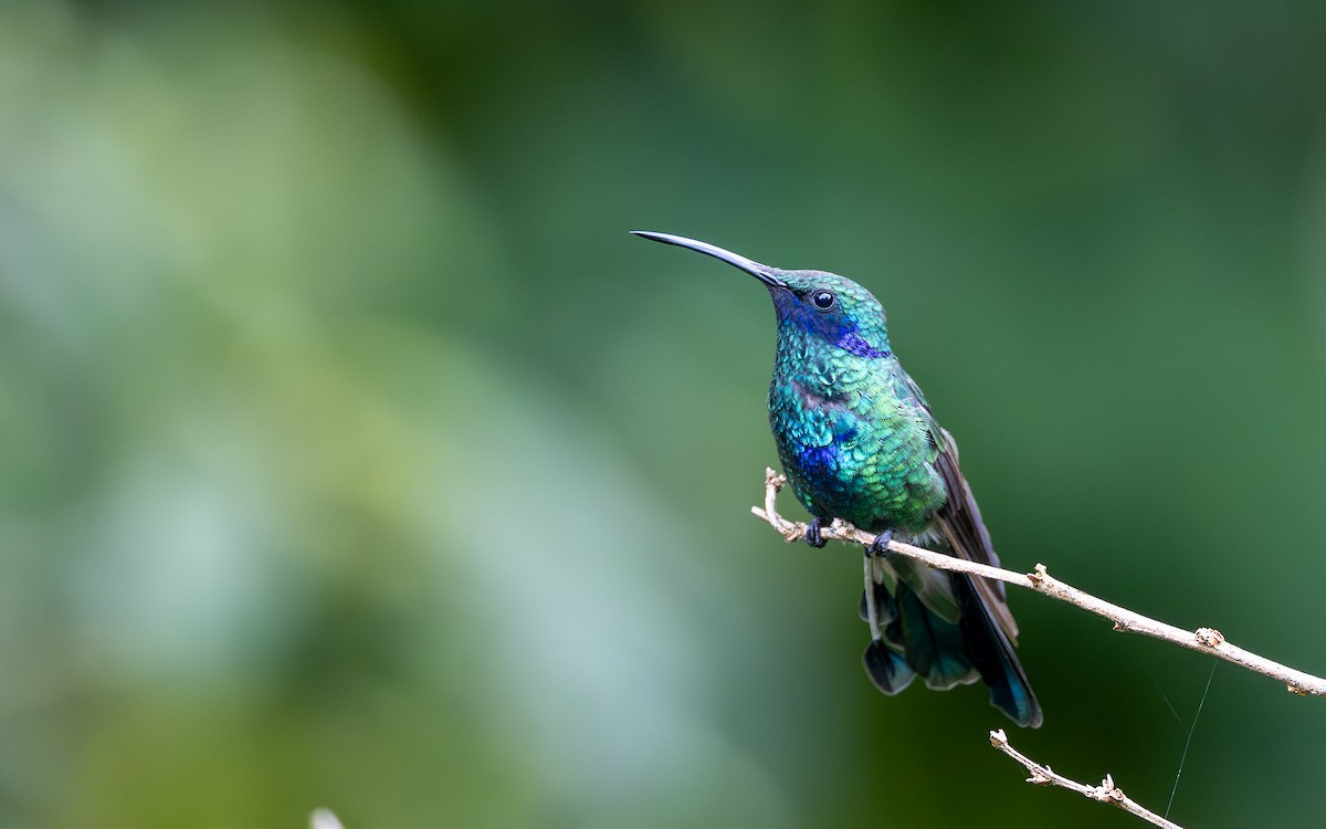 fiolørekolibri - ML645769651