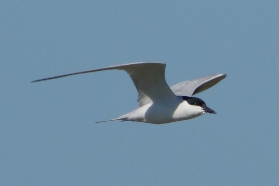 Gull-billed Tern - ML645769658