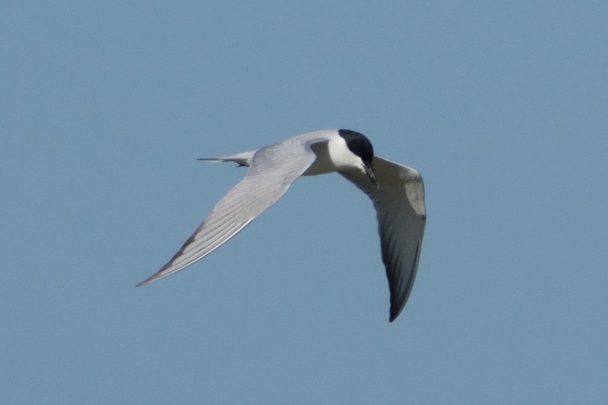 Gull-billed Tern - ML645769659