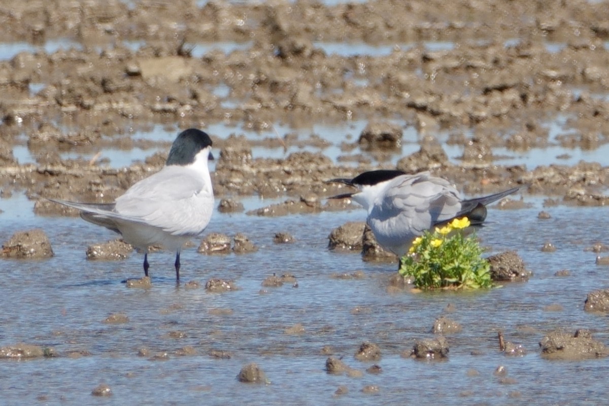 Gull-billed Tern - ML645769660