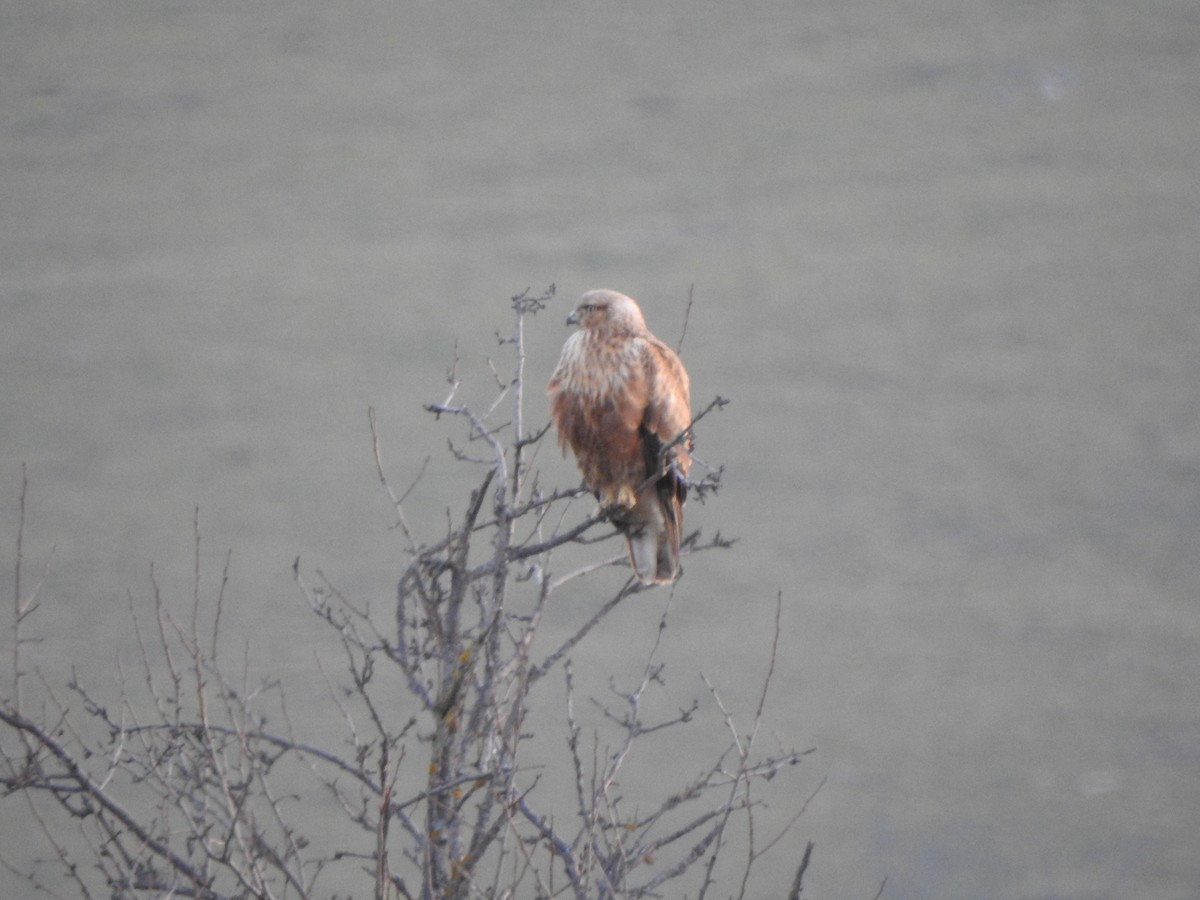 ニシオオノスリ - ML645769663