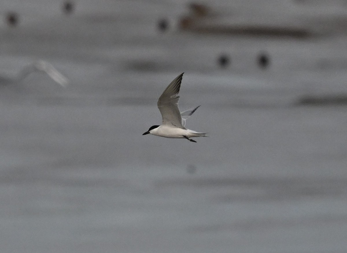 Gull-billed Tern - ML645769668