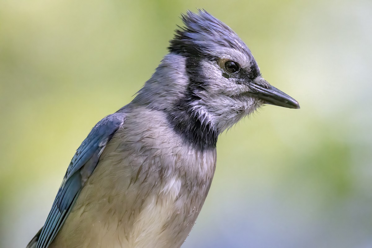 Blue Jay - ML645769671