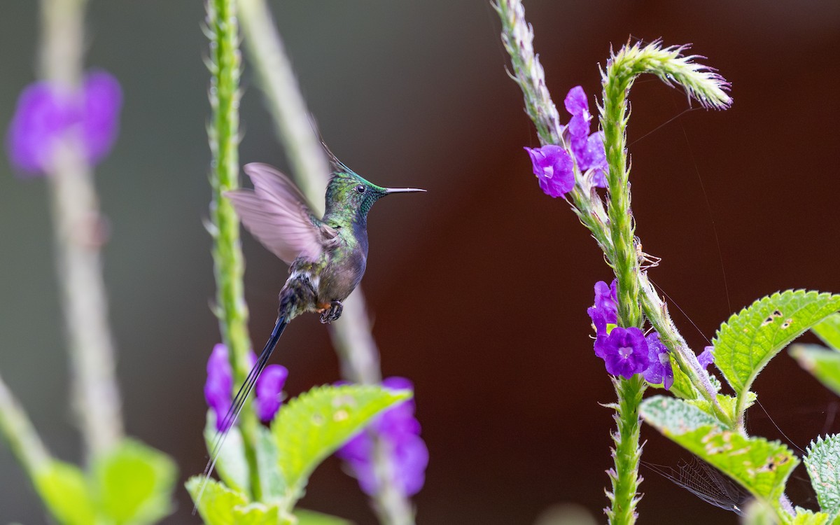 Wire-crested Thorntail - ML645769672