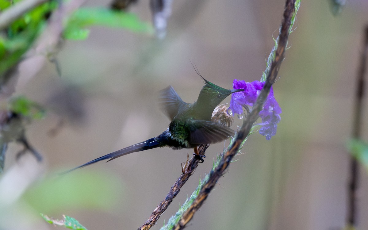 Wire-crested Thorntail - ML645769673