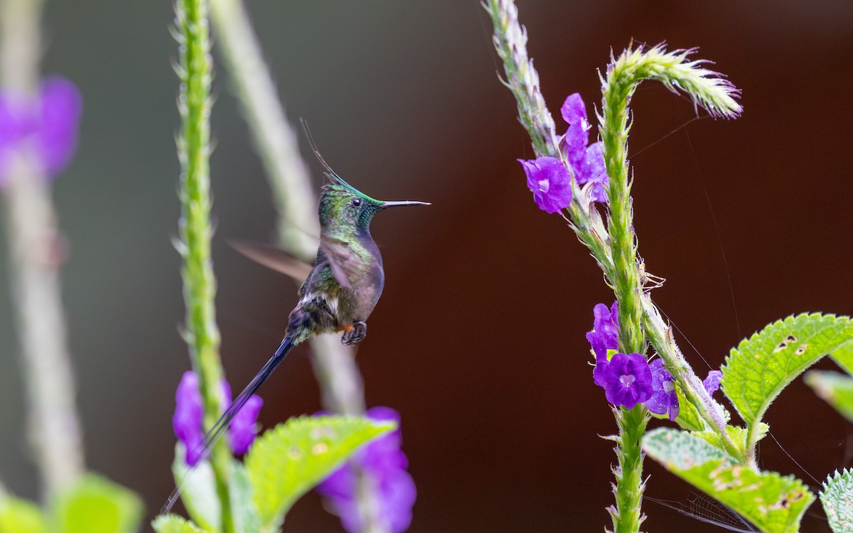 Wire-crested Thorntail - ML645769674