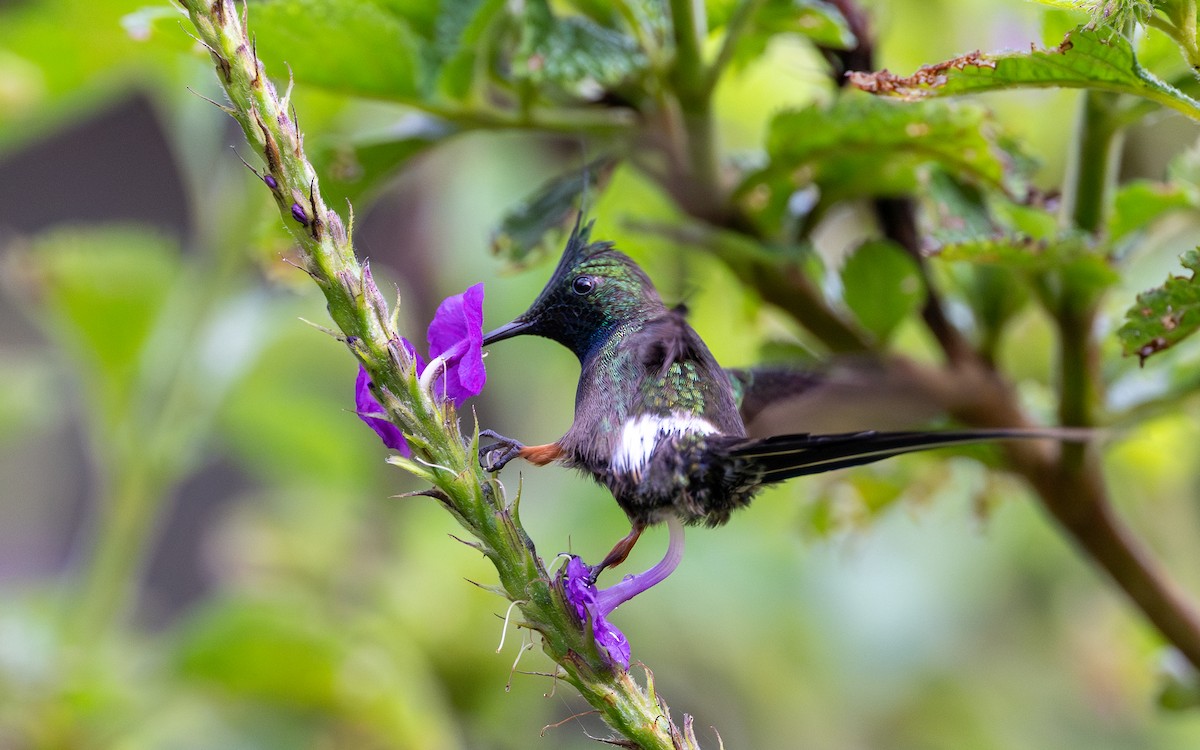 Wire-crested Thorntail - ML645769675