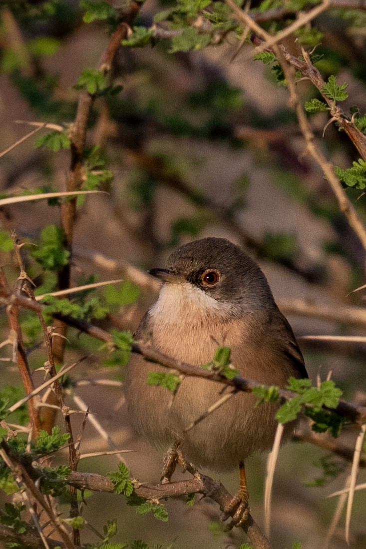 Menetries's Warbler - ML645769676