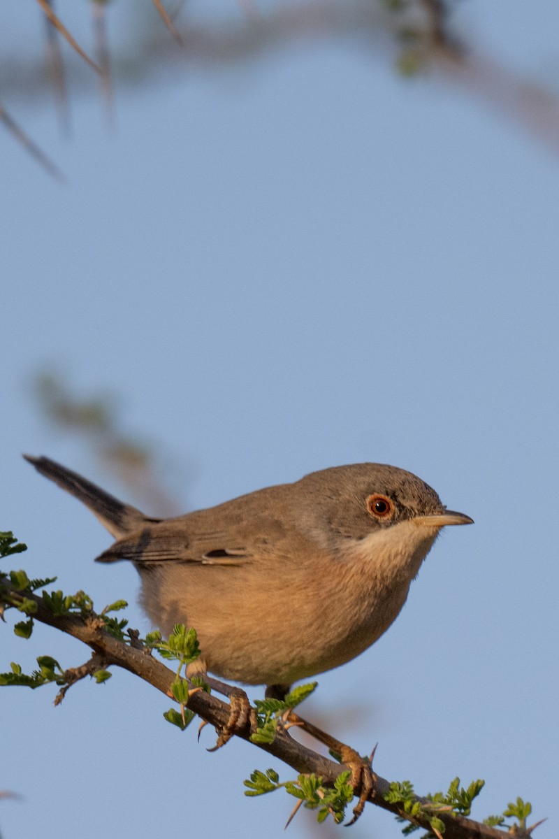 Menetries's Warbler - ML645769677