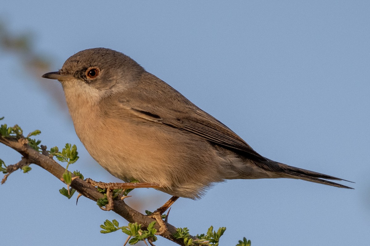 Menetries's Warbler - ML645769678