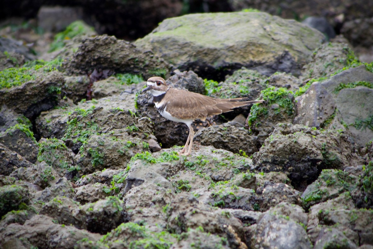 Killdeer - ML645769680