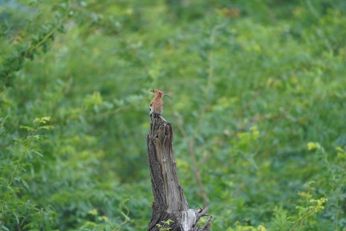 Common Hoopoe - ML645769683