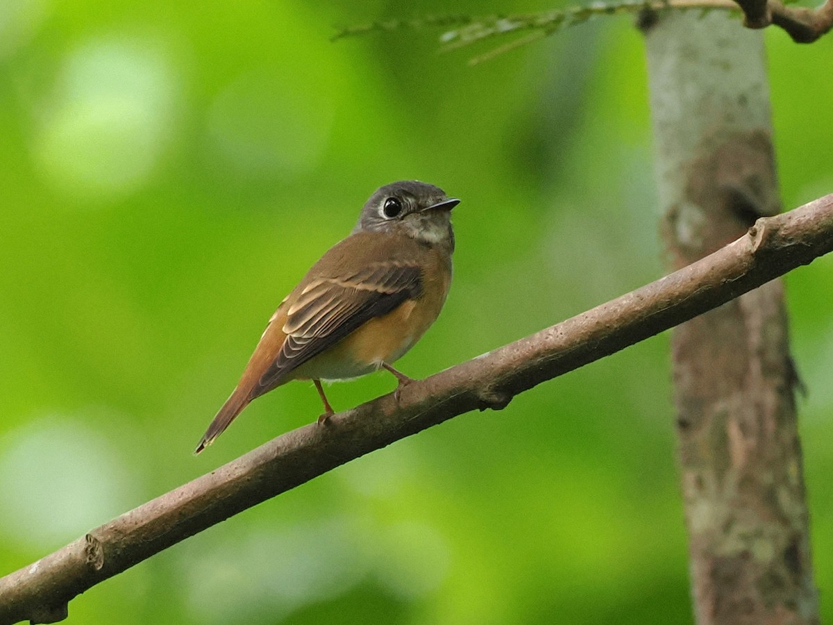 Ferruginous Flycatcher - ML645769684