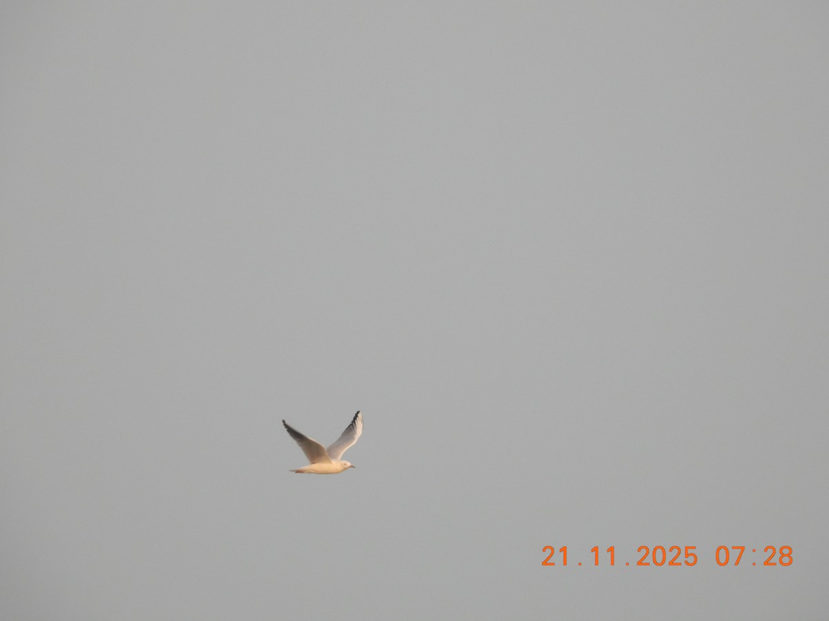 Slender-billed Gull - ML645769685