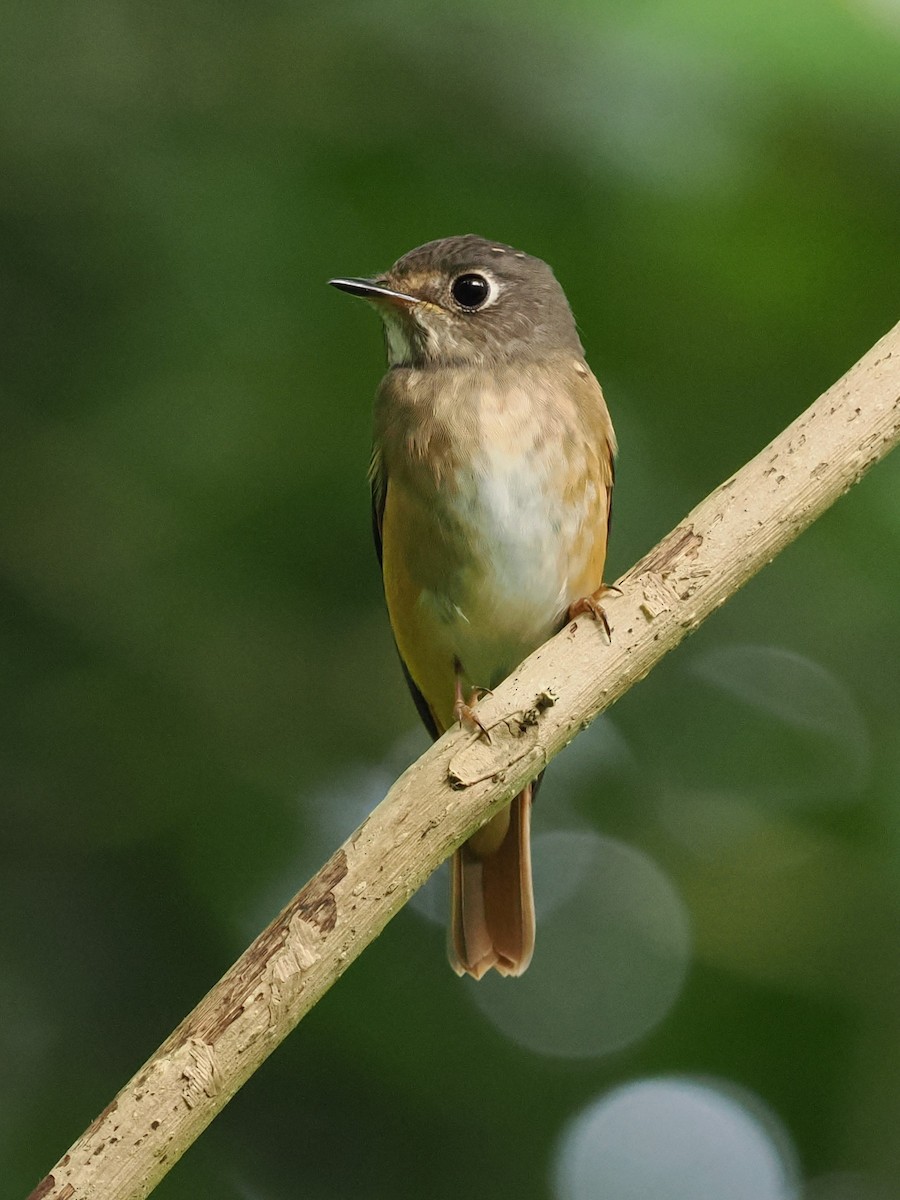 Ferruginous Flycatcher - ML645769686