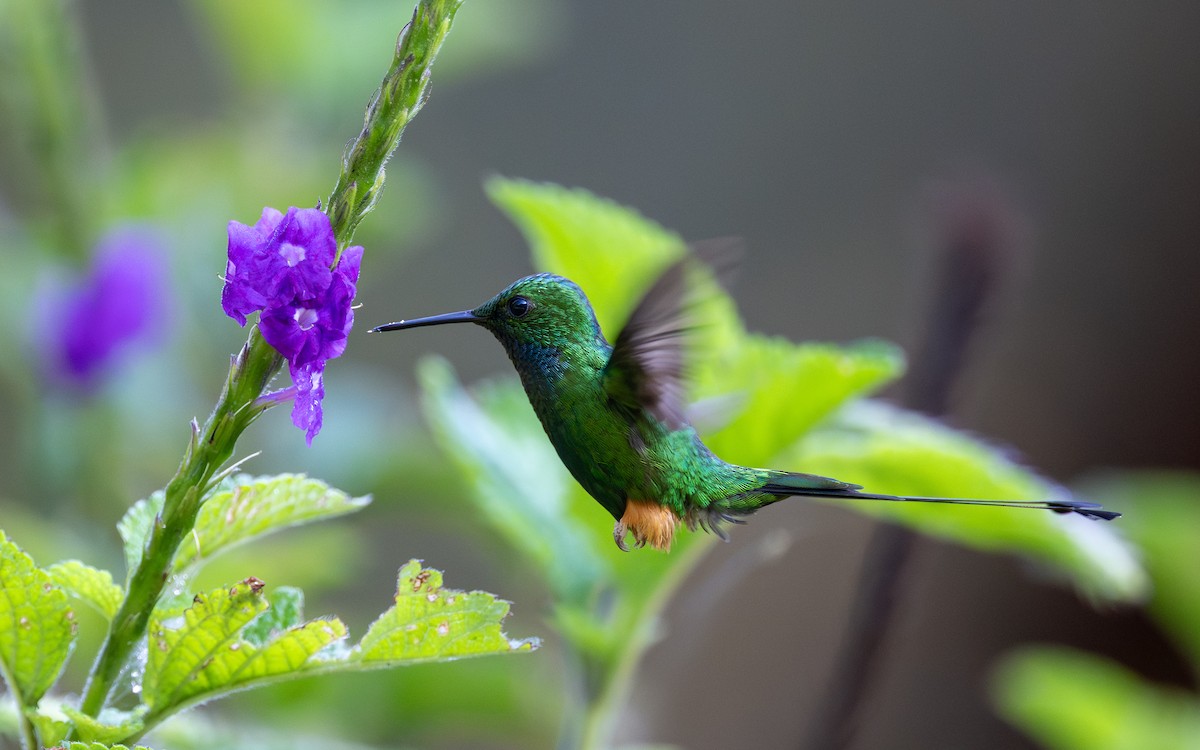 Rufous-booted Racket-tail (Anna's) - ML645769688