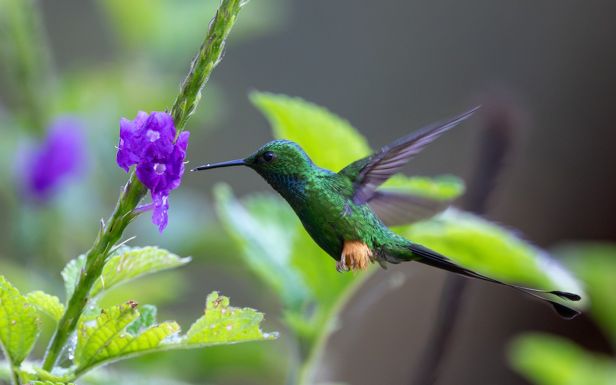 Rufous-booted Racket-tail (Anna's) - ML645769689