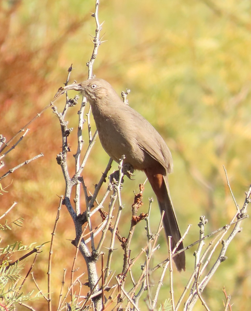 Crissal Thrasher - ML645769690