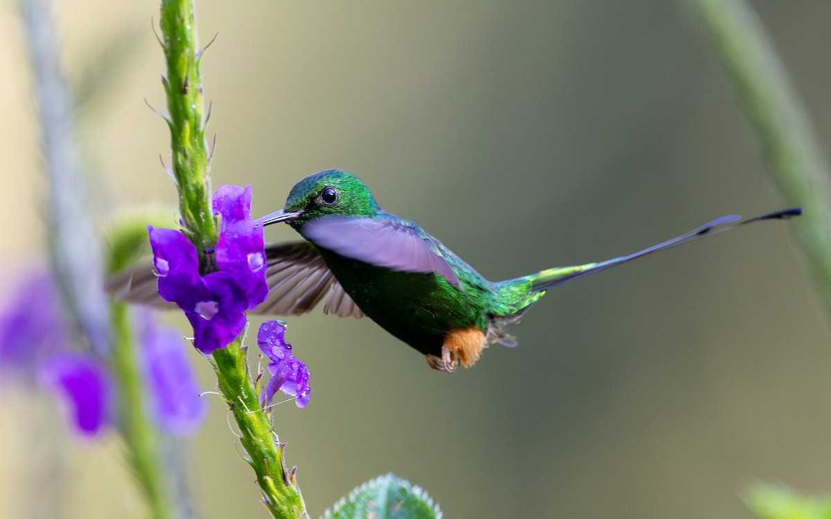Rufous-booted Racket-tail (Anna's) - ML645769691