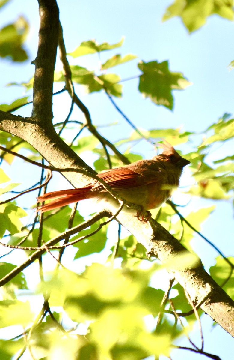 Northern Cardinal - ML645769692