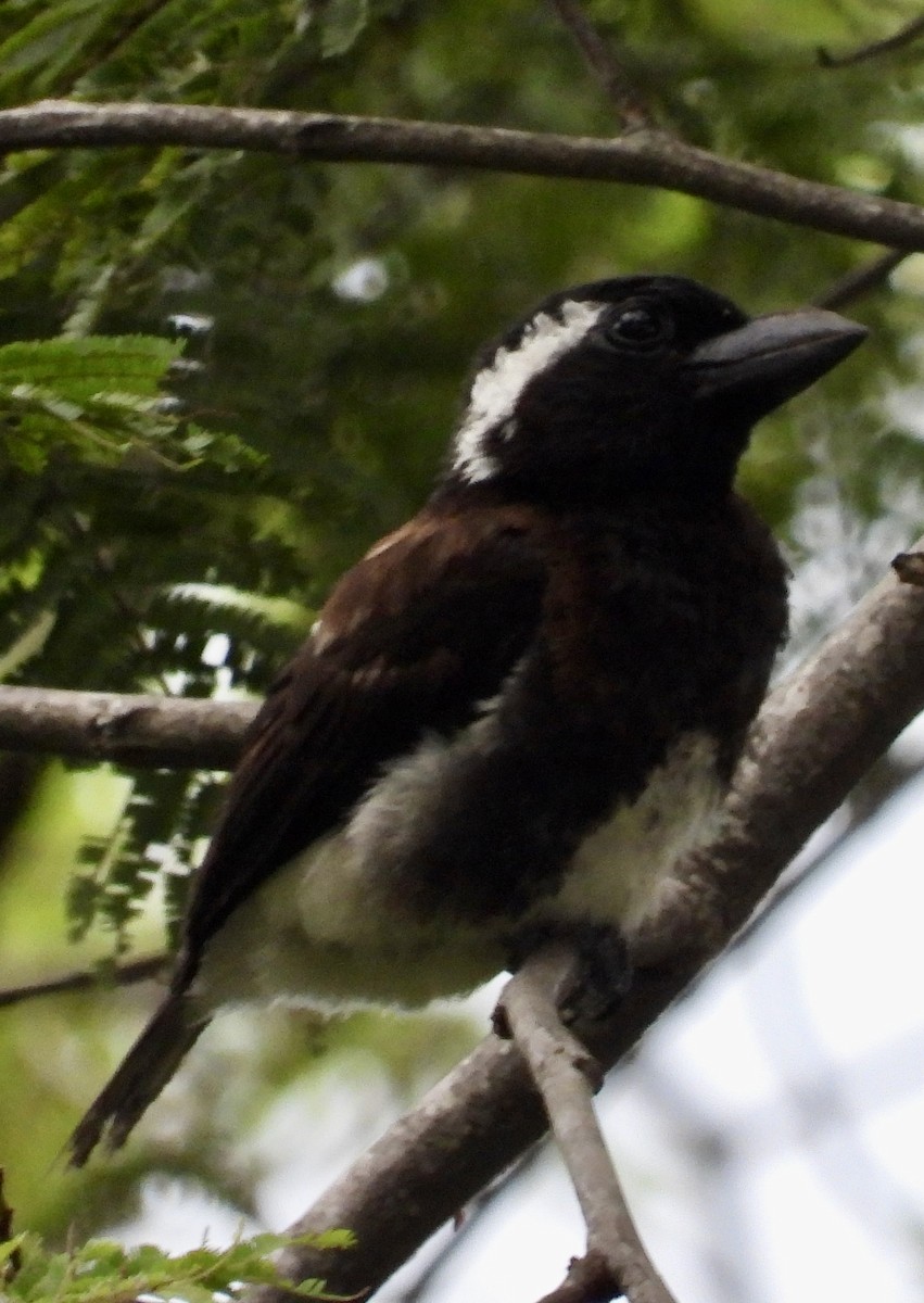White-eared Barbet - ML645769693