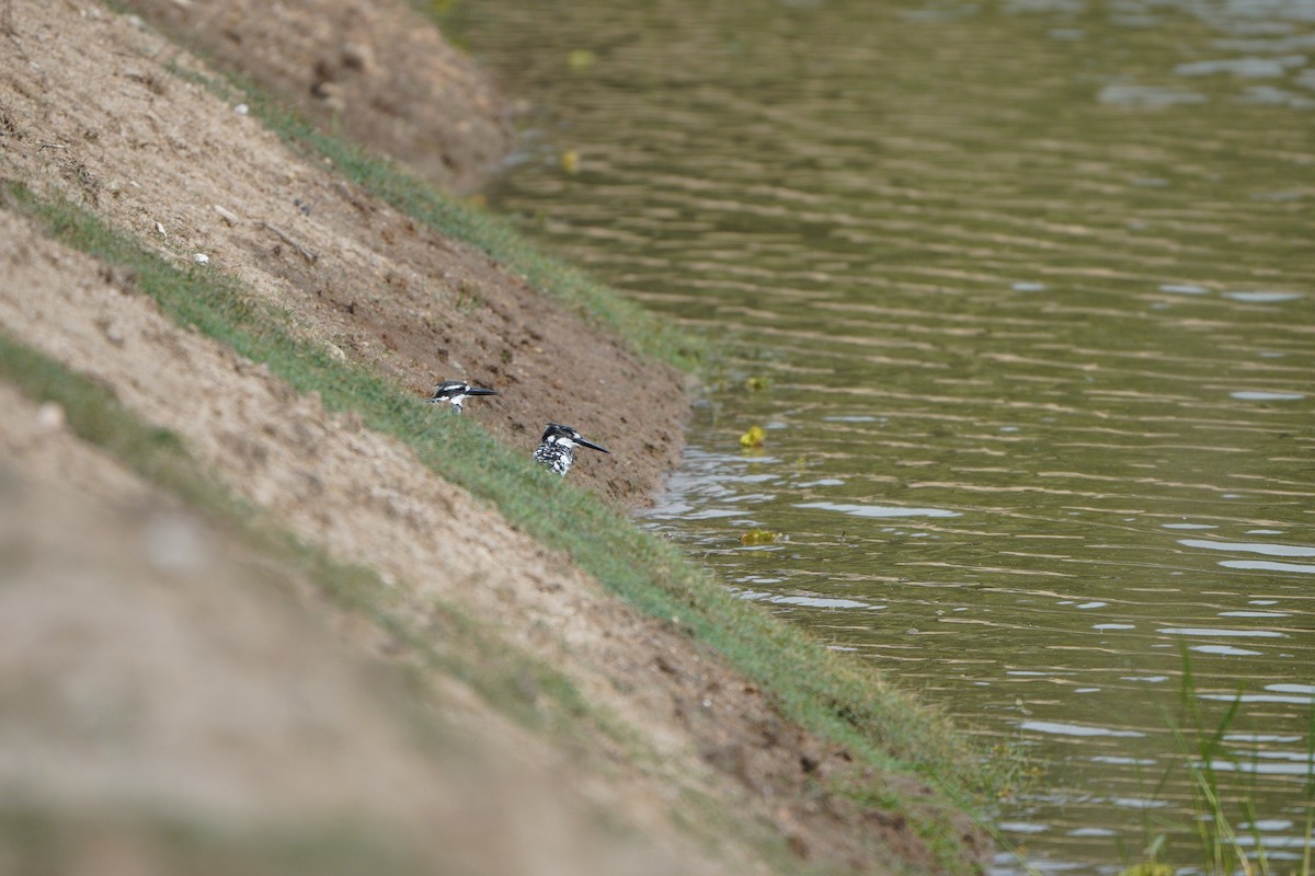 Pied Kingfisher - ML645769694