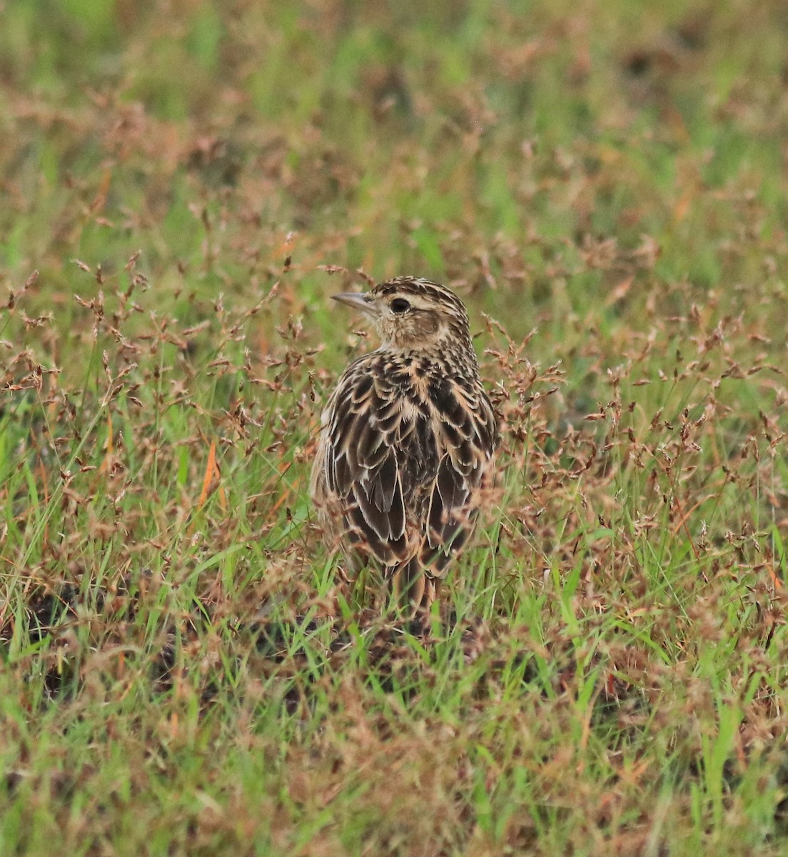 Alondra Oriental - ML645769695