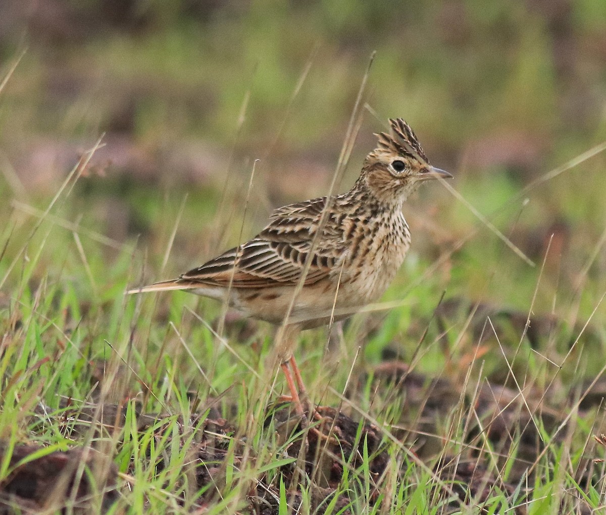 Alondra Oriental - ML645769696