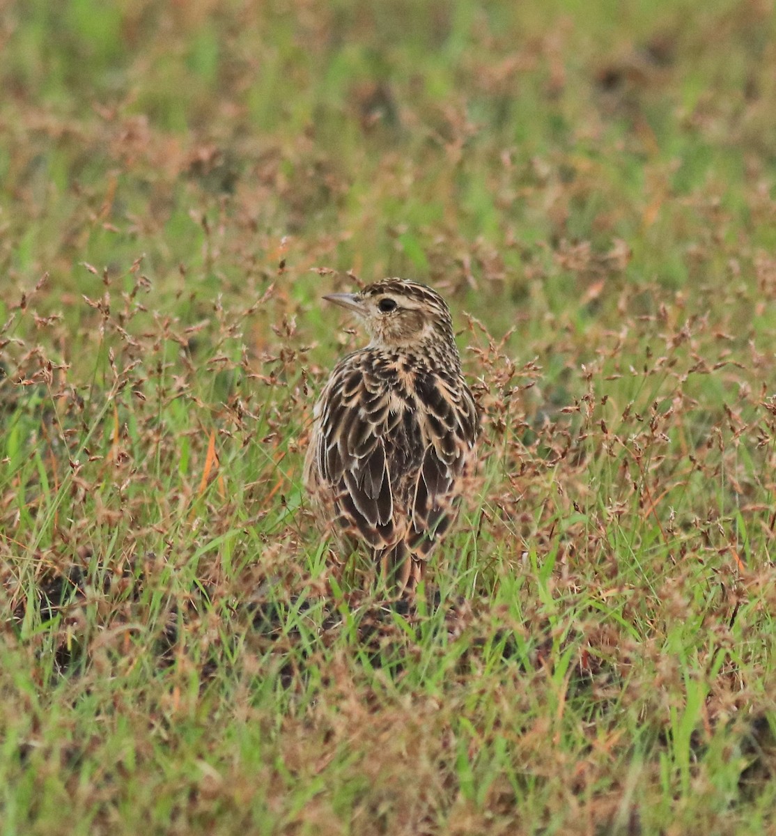 Alondra Oriental - ML645769697