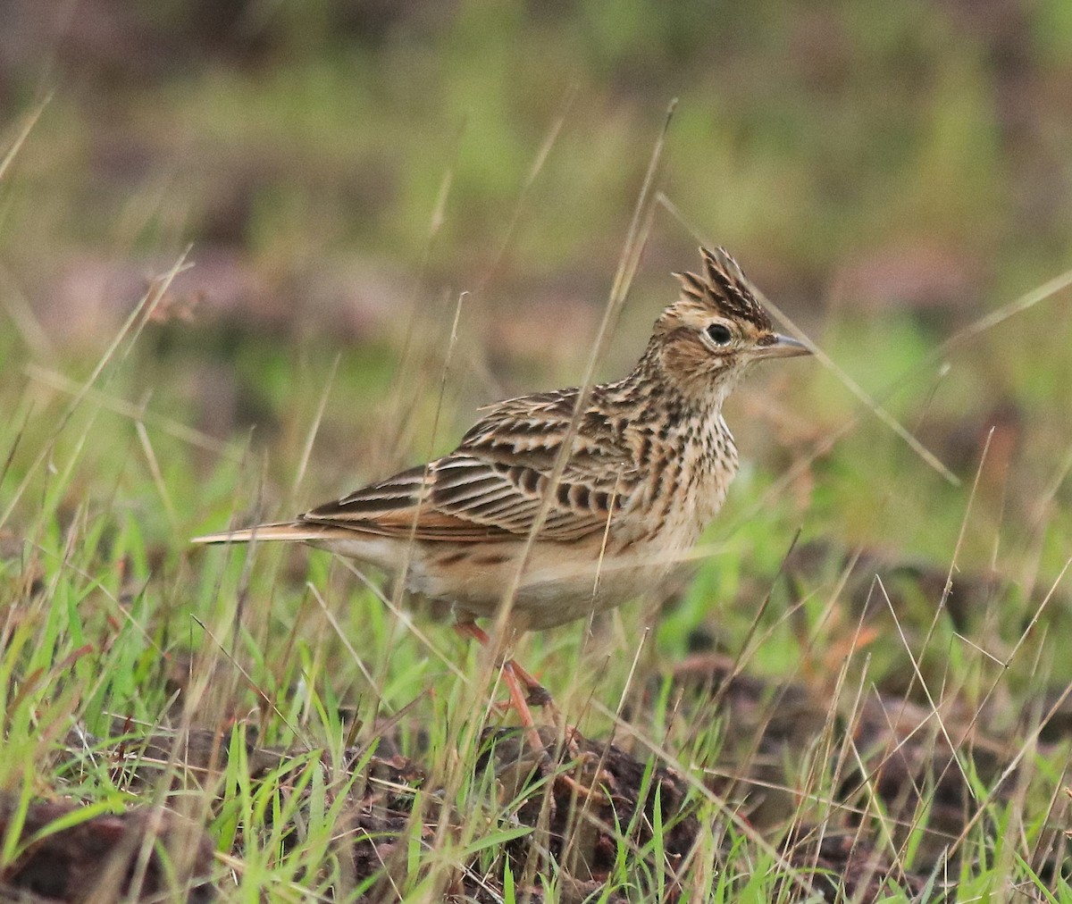Alondra Oriental - ML645769698