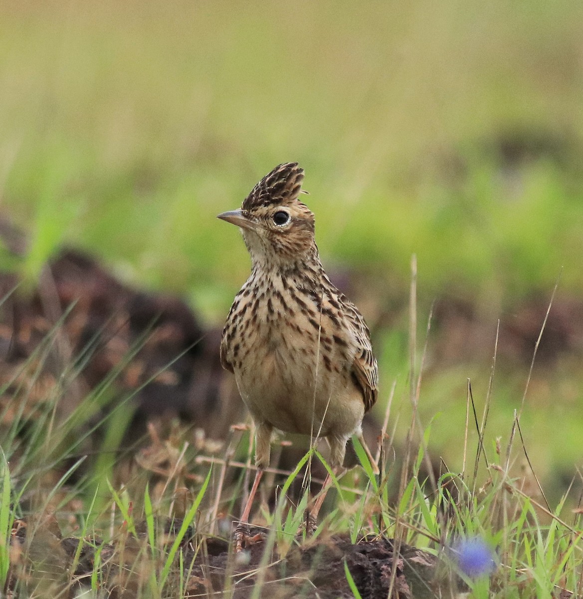 Alondra Oriental - ML645769699