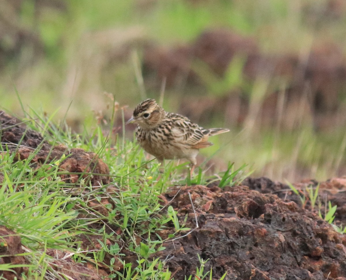 Alondra Oriental - ML645769700