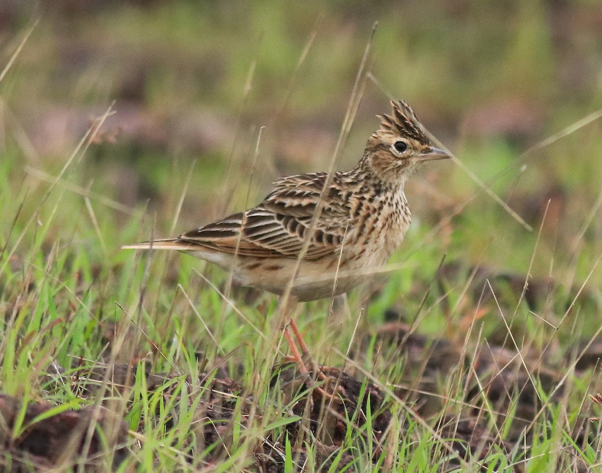 Alondra Oriental - ML645769701