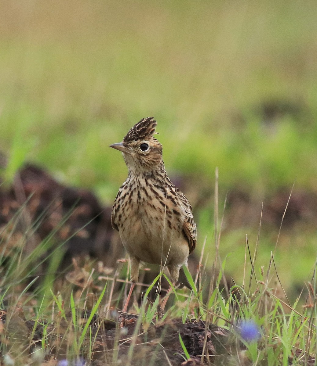 Alondra Oriental - ML645769702
