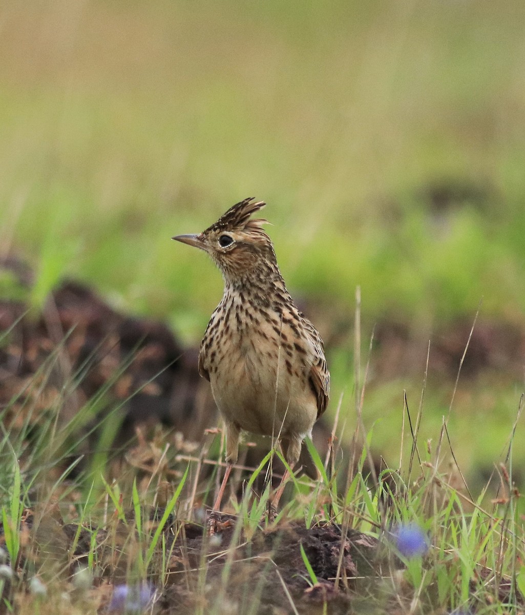 Alondra Oriental - ML645769703