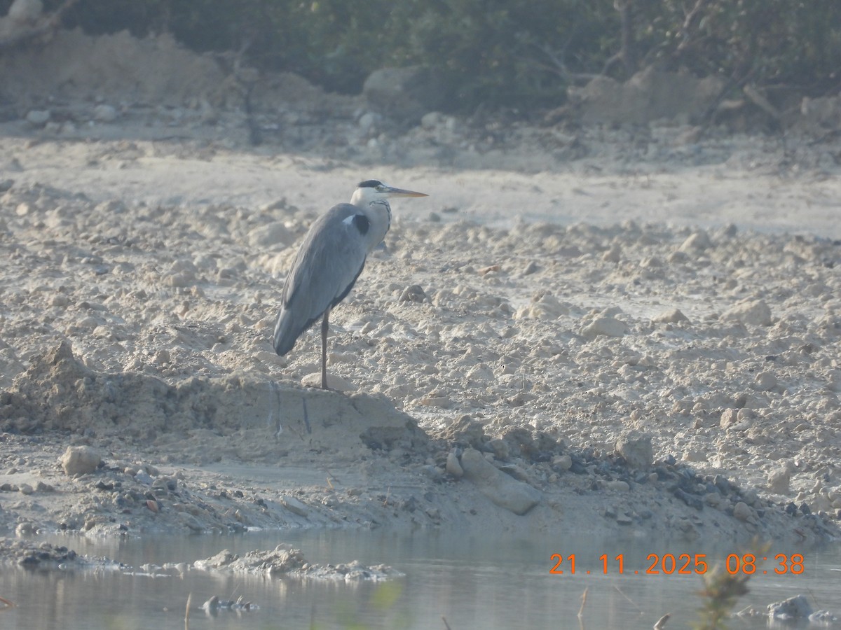 Gray Heron - ML645769704
