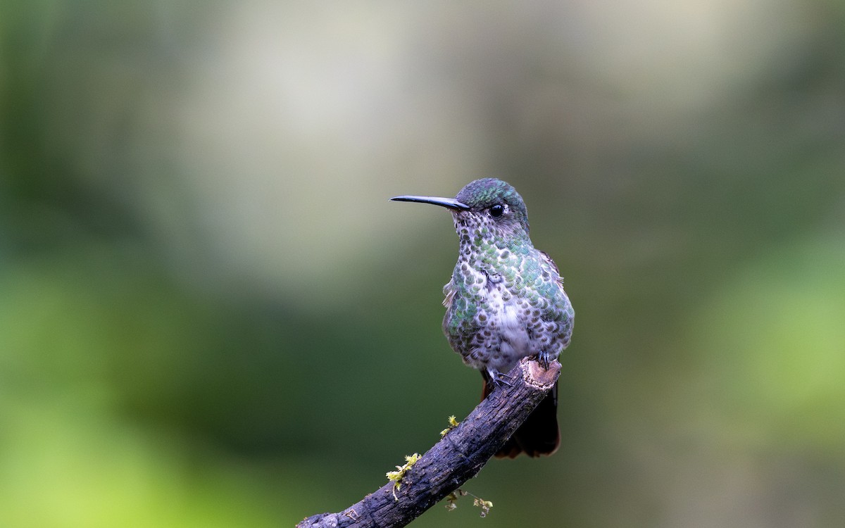 Many-spotted Hummingbird - ML645769705