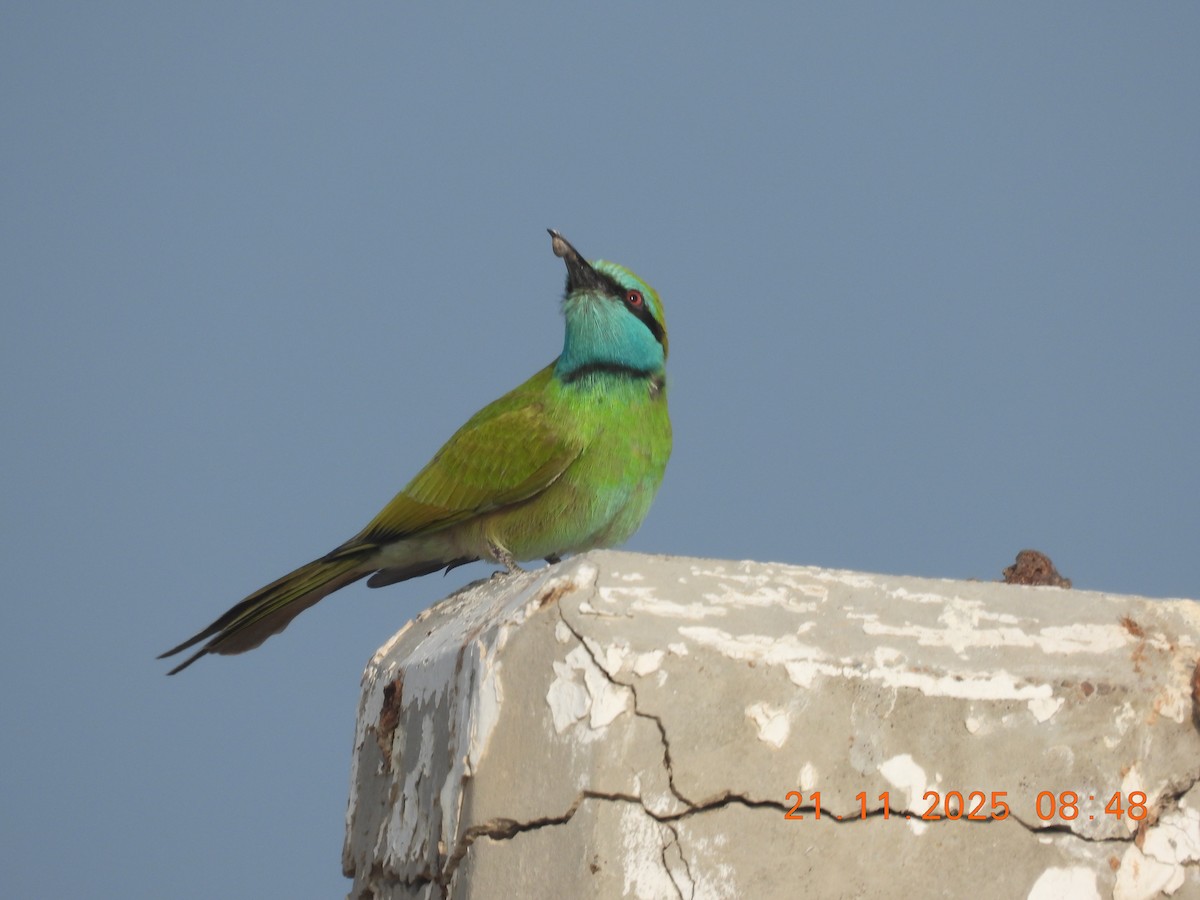 Arabian Green Bee-eater - ML645769707