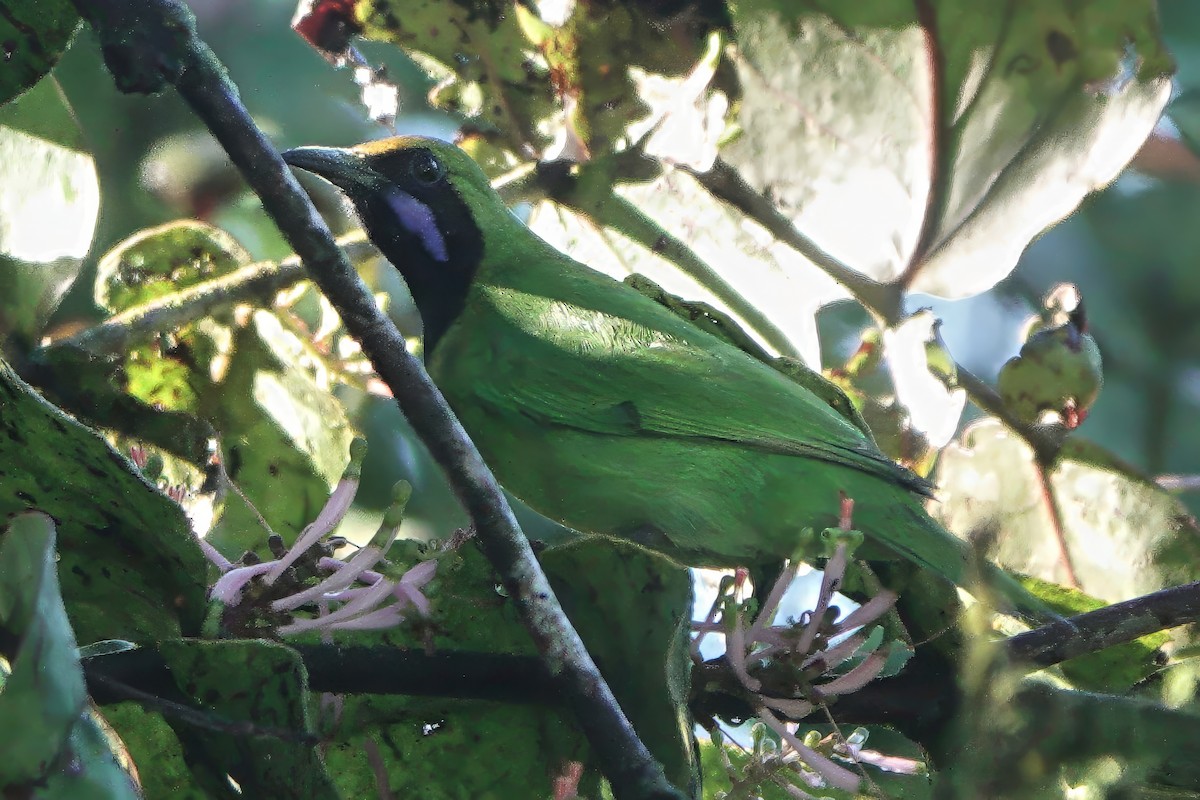 Golden-fronted Leafbird - ML645769708