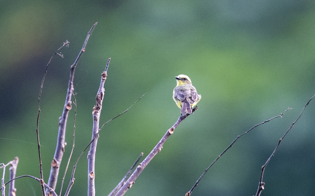 Lemon-browed Flycatcher - ML645769710